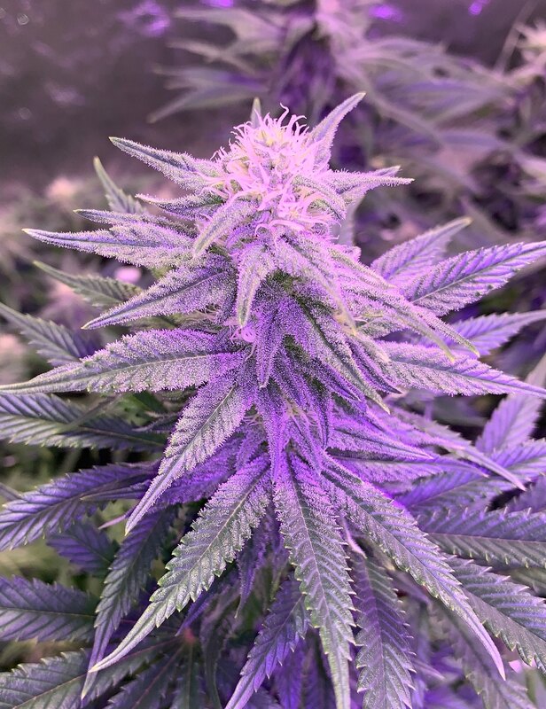 Recreational Marijuana in Michigan. Legal grow room installed by professionals. Close up picture of flowering bud with dense crystals and high THC content