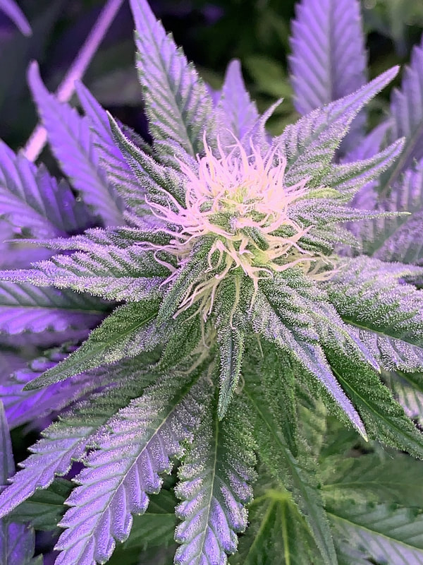 Flowering cannabis plant, early to mid flowering, close up picture showing dense trichomes and white hairs sticking out all over. Grow room set up by Cannabis Installation Professionals of Michigan. Legal recreational marijuana grow tent in home.