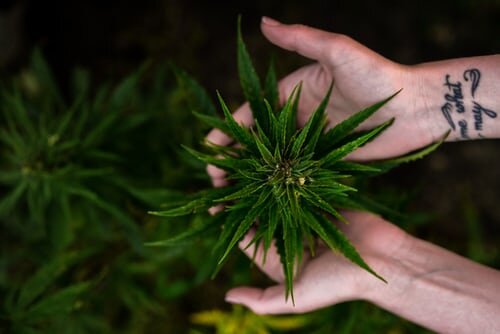 Hands Holding Cannabis Plant. Picture taken during a 