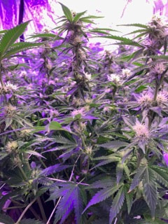 Close up of Flowering cannabis plants under LED light. Residential home grow tent installed by professionals. Legal Recreational Marijuana in Michigan. Grow your own weed.