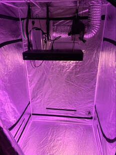 Cannabis Grow Tent Installed in Ann Arbor, MI. Recreational home grow room in a spare bedroom. Legal Recreational and Medical Marijuana in Michigan.