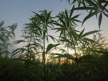 Hemp Fields Growing Outdoor. Legal Recreational Cannabis in Michigan. Legally grow your own weed.