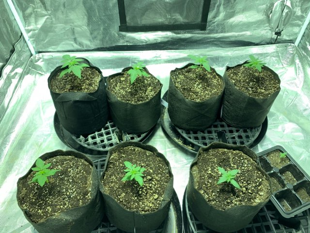 8 small cannabis plants growing in pots. Legal recreational marijuana in Michigan. New Cannabis Garden Installation