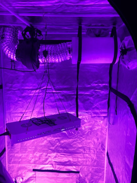 Cannabis home grow tent in a small bedroom that is being rented in Grand Rapids. Legally grow your own weed anywhere in Michigan. Small tent is easy to conceal and will produce top shelf marijuana in about 4 months.