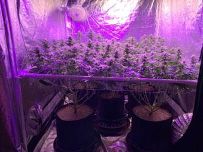 Marijuana grow room installation in Michigan. Residential customer with a tent in a spare room, growing 5 weed plants under LED & LCD lighting setup