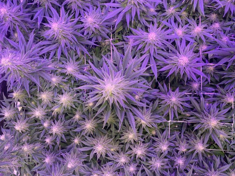 Birds eye view of indoor weed garden. Plants in flowering stage. Legal recreational marijuana being grown in a home in Ann Arbor, Michigan.
