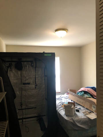 Grow tent set up in a bedroom. Growing cannabis in a small rented apartment in Michigan. Legal recreational marijuana. 