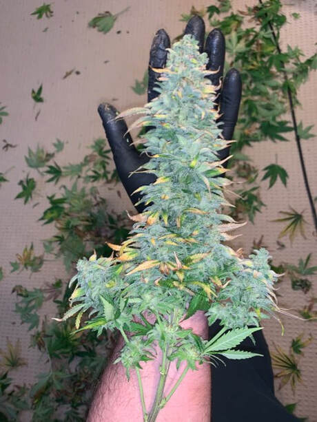 Large cannabis bud laying on top of a human arm. The freshly trimmed flower is larger than the hand. Legal home grown weed in Detroit. Learn to grow your own.