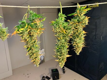 Recreational Marijuana grown in Lansing, MI. Medical grade, top shelf pot that is hang drying. Residential Grow Room Installation Professionals.